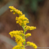 양미역취(Solidago altissima L.) : 현촌