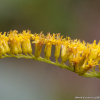양미역취(Solidago altissima L.) : 현촌