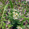 모래지치(Argusia sibirica (L.) Dandy) : 별꽃