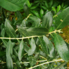 올리브나무(Olea europaea L.) : 산들꽃