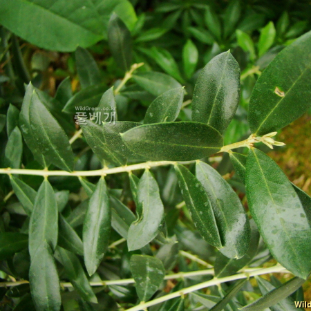 올리브나무(Olea europaea L.) : 설뫼