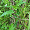 선제비꽃(Viola raddeana Regel) : 무심거사