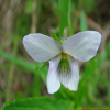 선제비꽃(Viola raddeana Regel) : 무심거사