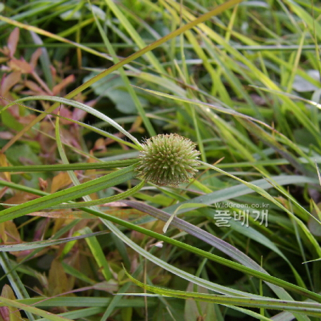파대가리(Kyllinga brevifolia Rottb. var. leiolepis (Franch. & Sav.) H.Hara) : 塞翁之馬