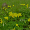 벌노랑이(Lotus corniculatus L. var. japonica Regel) : 통통배