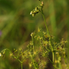 끈끈이귀개(Drosera peltata var. nipponica (Masam.) Ohwi) : 고들빼기