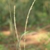 쥐꼬리새풀(Sporobolus fertilis (Steud.) Clayton) : 추풍