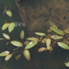 애기가래(Potamogeton octandrus Poir.) : 노루발