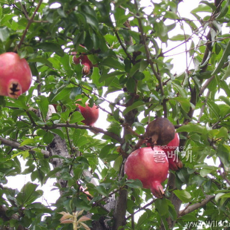 석류나무(Punica granatum L.) : 塞翁之馬