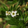 모래지치(Argusia sibirica (L.) Dandy) : habal