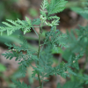 더위지기(Artemisia sacrorum Ledeb. var. iwayomogi (Kitam.) M.S.Park & G.Y.Chung) : 무심거사