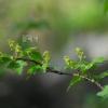 명자순(Ribes maximowiczianum Kom.) : 벼루
