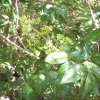 상산(Orixa japonica Thunb.) : 봄까치꽃