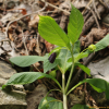 미치광이풀(Scopolia parviflora (Dunn) Nakai) : 통통배