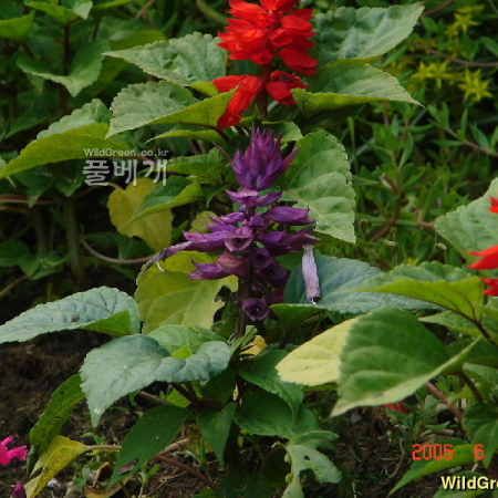 살비아(Salvia officinalis L.) : 현촌