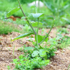 유채(Brassica napus L.) : 별꽃