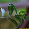 갯버들(Salix gracilistyla Miq.) : 현촌