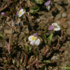 주름잎(Mazus pumilus (Burm.f.) Steenis) : 가야