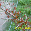 석류나무(Punica granatum L.) : 현촌