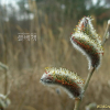 갯버들(Salix gracilistyla Miq.) : 현촌