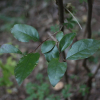 감태나무(Lindera glauca (Siebold & Zucc.) Blume) : 설뫼*