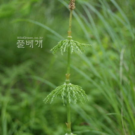 능수쇠뜨기(Equisetum sylvaticum L.) : 벼루