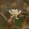 청괴불나무(Lonicera subsessilis Rehder) : habal
