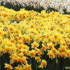 수선화(Narcissus tazetta var. chinensis Roem.) : 꽃사랑