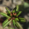 낭독(Euphorbia fischeriana Steud.) : 별꽃