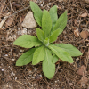 좀담배풀(Carpesium cernuum L.) : 바지랑대