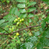 초피나무(Zanthoxylum piperitum (L.) DC.) : 들국화
