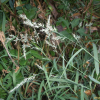 쥐꼬리새(Muhlenbergia japonica Steud.) : 봄까치꽃
