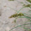 애괭이사초(Carex laevissima Nakai) : 고들빼기