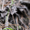 병아리난초(Hemipilia gracilis (Blume) Y.Tang) : 통통배