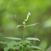 광릉골무꽃(Scutellaria insignis Nakai) : 들국화