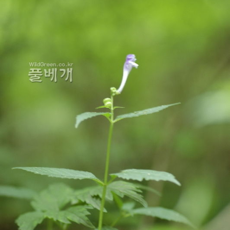 광릉골무꽃(Scutellaria insignis Nakai) : 벼루