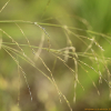 진퍼리새(Molinia japonica Hack.) : 무심거사