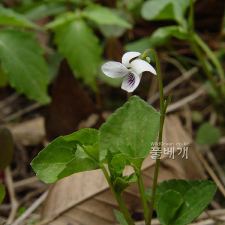콩제비꽃(Viola verecunda A.Gray) : 통통배