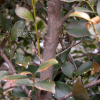 사스레피나무(Eurya japonica Thunb.) : habal