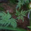 사상자(Torilis japonica (Houtt.) DC.) : 도리뫼