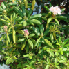 만병초(Rhododendron brachycarpum D.Don ex G.Don) : 몽블랑