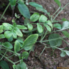 만삼(Codonopsis pilosula (Franch.) Nannf.) : 무심거사