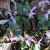 민둥뫼제비꽃(Viola tokubuchiana var. takedana (Makino) F.Maek.) : 무심거사