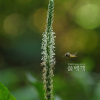 질경이(Plantago asiatica L.) : 추풍