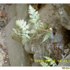 좀나도히초미(Polystichum braunii (Spenn.) F?e) : 塞翁之馬