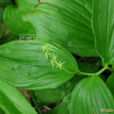 자주솜대(Maianthemum bicolor (Nakai) Cubey) : 고등어