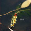 이삭물수세미(Myriophyllum spicatum L.) : 푸른산야
