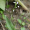 병아리난초(Hemipilia gracilis (Blume) Y.Tang) : habal