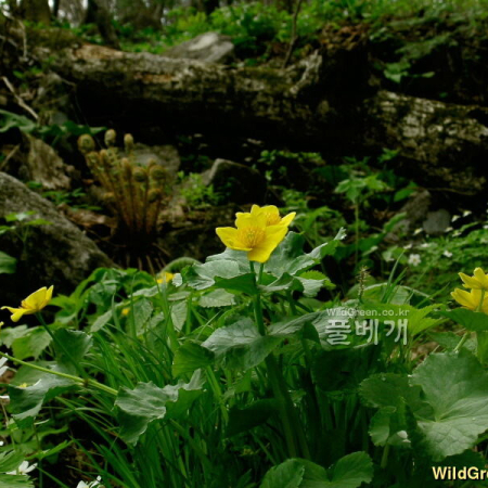 동의나물(Caltha palustris L.) : 들꽃사랑
