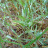 나도잔디(Sporobolus piliferus (Trin.) Kunth) : 고들빼기